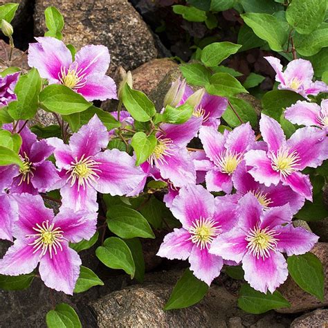 piillu|Clematis Piilu in the Clematis Database